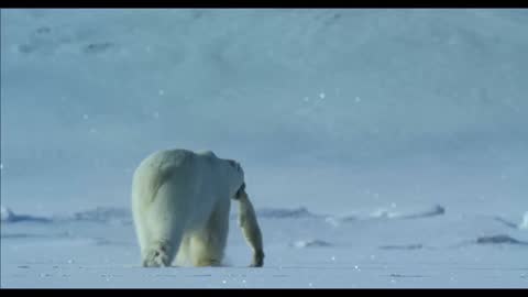 Polar bear eats a baby