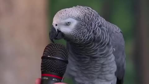 A talking Parrot can copy any thing and amaze you
