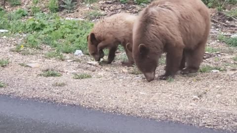 Fun on the Farm - Bear encounter