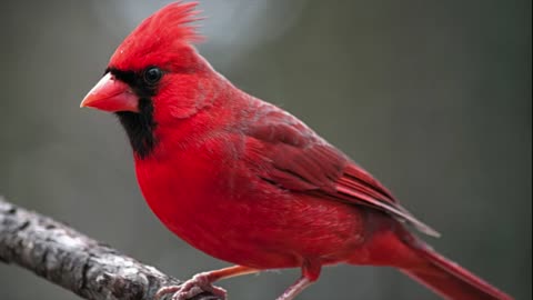 "Nature's Serenade: The Enchanting Songs of Northern Cardinal Birds 🎶🐦 #BirdSongs #NatureSounds