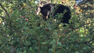 Bear Finds Food Up High