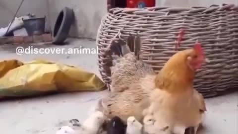ANIMALS CUTS BABY FUNNY
