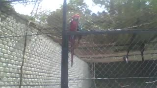Linda arara vermelha no parque, é uma grande ave maravilhosa [Nature & Animals]