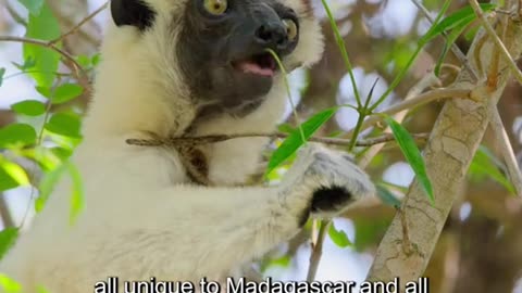 somewhere in Africa called Madagascar. i bet you don't know these amazing facts #documentary #amaze