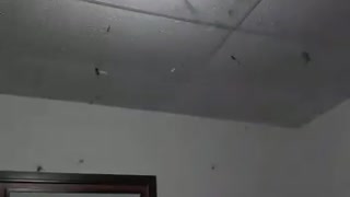 Colonia de hormigas culonas en Bucaramanga