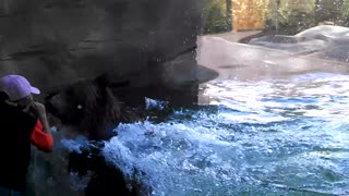 Bear Plays Peek-A-Boo With Girl At The Zoo