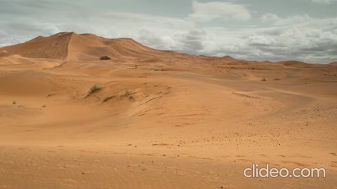 CAMELS WALKING