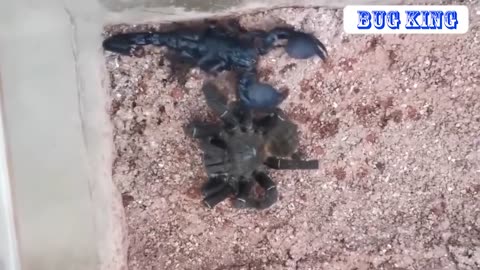Bird spider vs emperor scorpion
