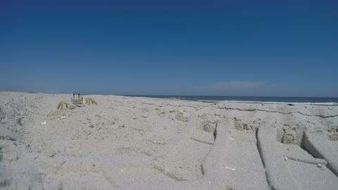 Ghost Crabs of Assateague Island