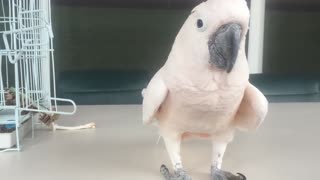 Cockatoo farts and runs away