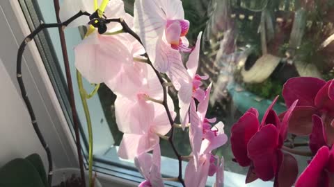 I grow orchids цветы 💐
