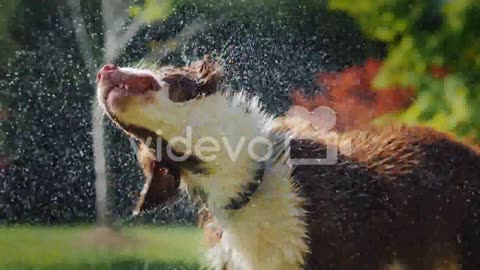 The Dog Shakes Off The Water Pleasant Coolness In Summer Slow Motion Vide