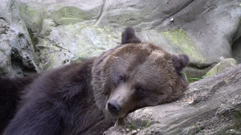 Brown Bear Resting