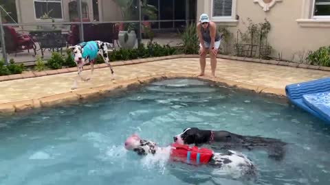 Trio of Great Danes play in the pool together