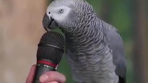 Einstein Parrot Talking Amazing video 😙😙😙