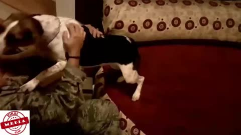 Dogs Welcoming Soldiers Home Compilation Part_2