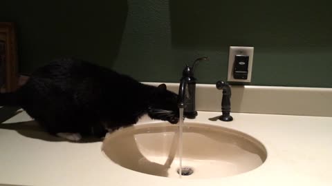 Cat asks for a drink of water