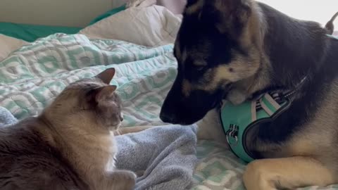 Innocent German Shepherd gets attacked by angry kitty