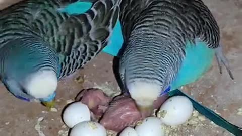 Love Birds Eggs Going to Hatch | Part 2