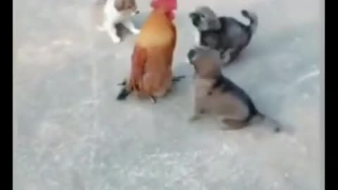 Dog video 🐶2021🐶➤➤➤3 Brave Puppies Against Chicken➤➤Not really funny➤🐶Chicken seems stronger