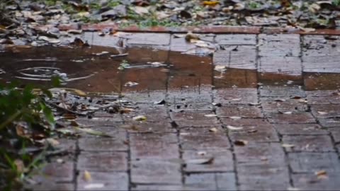Natural rainfall videos with Bollywood remix song......