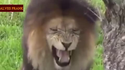 funny fake lion pranks