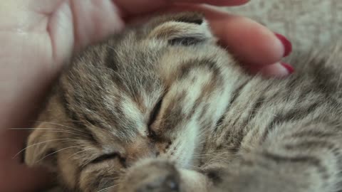 Young woman hugging kitten. stock