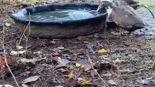 ducks playing with the hose