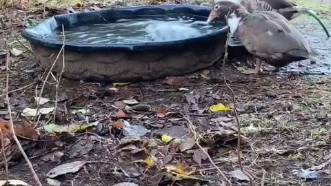 ducks playing with the hose