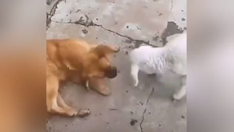 Lamb baby force dog to drink her milk 🥛