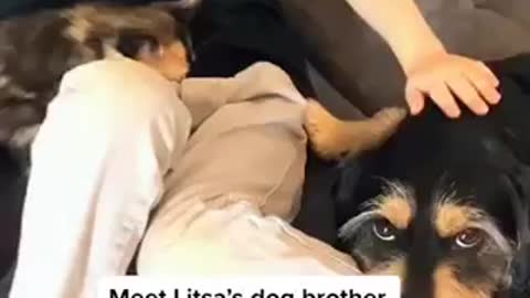 Dog gives his new kitty sister a kiss