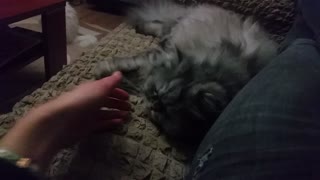 Cat demanding attention while making sheep-like sounds