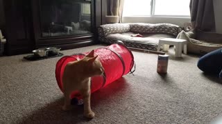 Cat Does Obstacle Course
