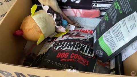 Puppy Dog Getting Mad at a Barkbox