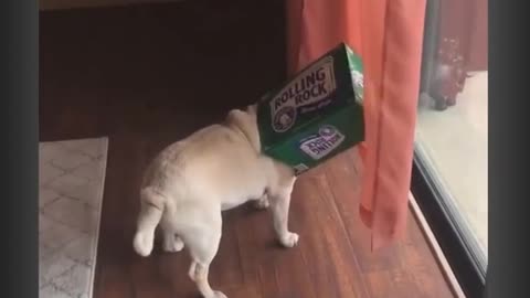 Pugs Head Is Stuck In A Rolling Rock Beer Box
