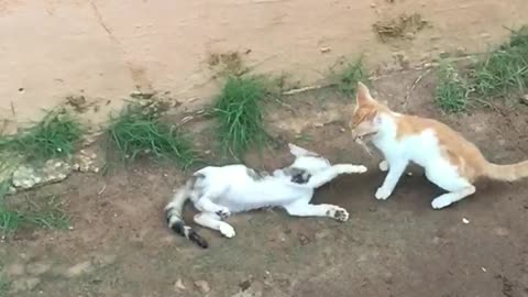 The best kitten slo-mo fight ever seen🙀