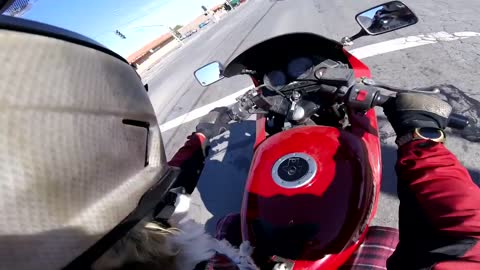 Dog riding in motorcycle