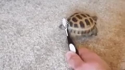 Turtle dancing