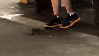 Rat walks by man orange black shoes