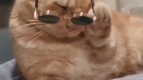 SMART CAT #FUNNY VIDEO |#CAT PLAYING WITH GOGGLES