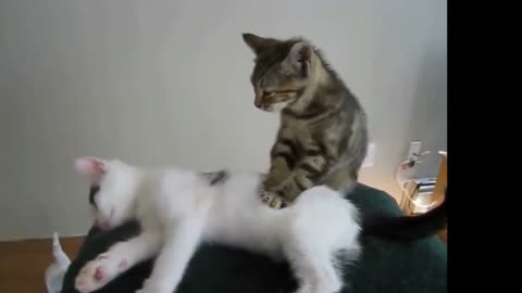 THE MASSAGE CAT