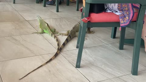 Puerto Vallarta Iguana eating @a restaurant