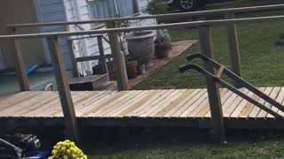French bulldog chases water