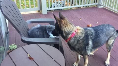 Gerty GSD Dog Finds Sophie Cat on Deck Chair and Faces Off