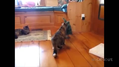 funny cats