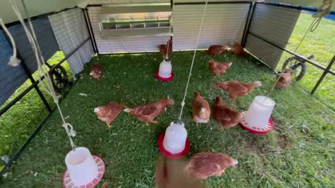 Chicks - Week 14