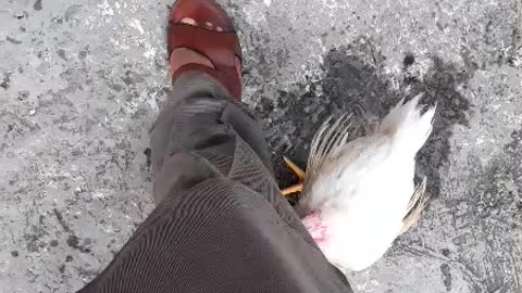 Funny chicken pecking leg feet video😂😂
