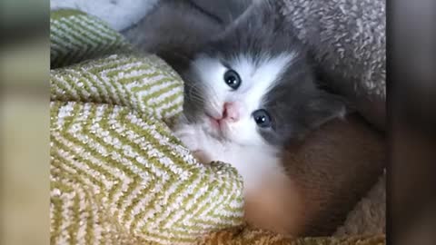 Esta pequeña gatita pasó de vagar en las calles a tener comida, techo, juguetes y mucho amor