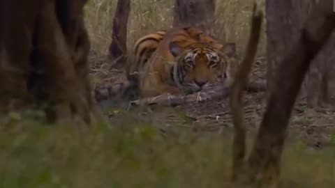 40 Horror Moments Tiger Hunting Gives You Chils Wildlife Moments. Part 6 Thanks For Watching