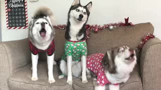 Huskies sing Christmas carols in holiday sweaters